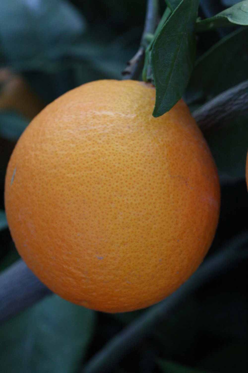            Fruit (Riverside, CA)   